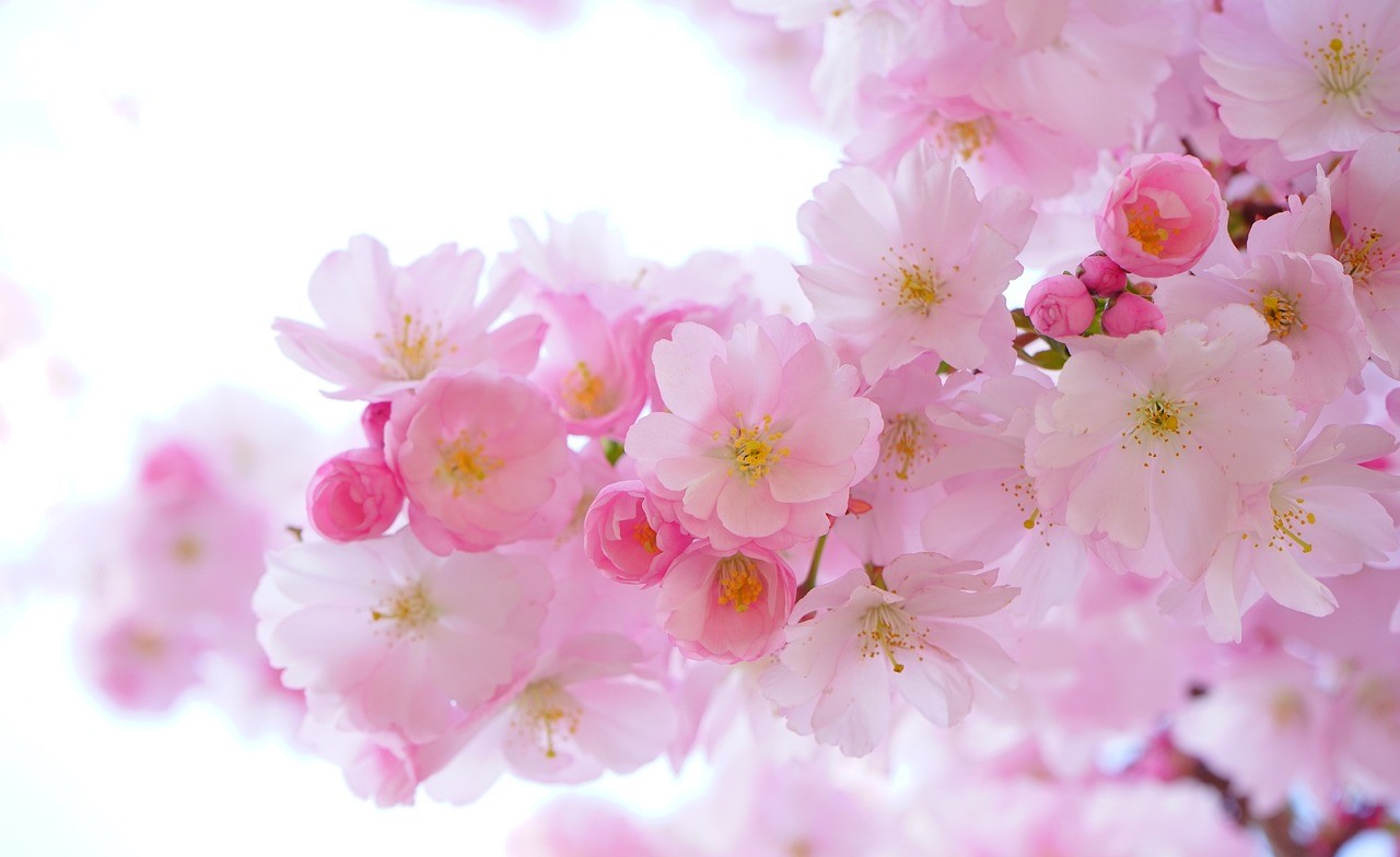 桜